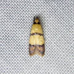 Heteroteucha distephana