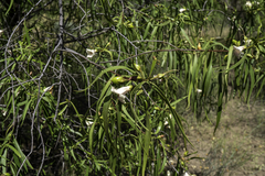 Eremophila bignoniiflora