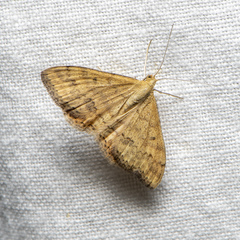 Scopula rubraria