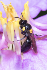 Amphylaeus obscuriceps