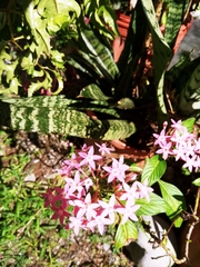 Pentas