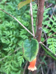 Marianthus bignoniaceus
