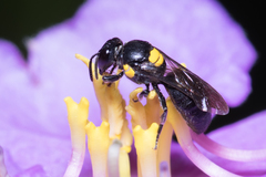 Amphylaeus obscuriceps