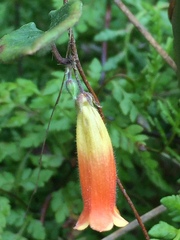 Marianthus bignoniaceus