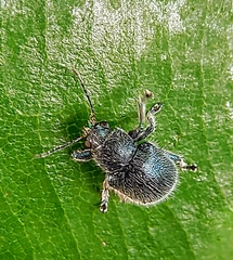 Trichochrysea