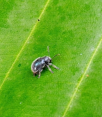 Trichochrysea