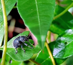 Trichochrysea