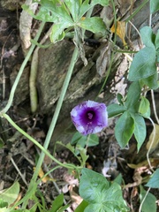 Ipomoea cairica