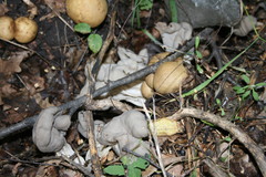 Helvella lacunosa