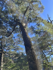Tsuga chinensis