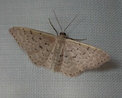 Idaea philocosma
