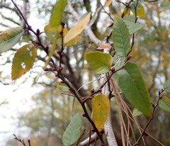 Planera aquatica