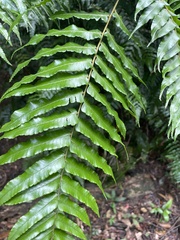 Gymnosphaera podophylla
