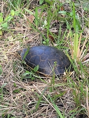 Deirochelys reticularia
