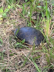 Deirochelys reticularia