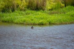 Aythya novaeseelandiae