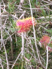 Melaleuca citrina