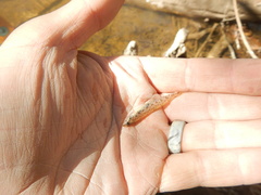 Etheostoma stigmaeum