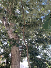 Maclura tinctoria