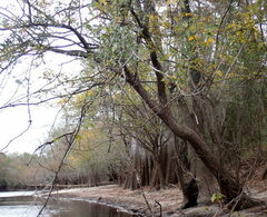 Planera aquatica