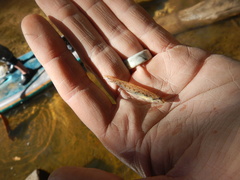 Etheostoma stigmaeum