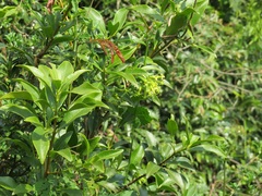 Peddiea africana
