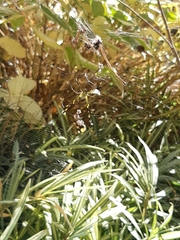 Trichonephila clavata