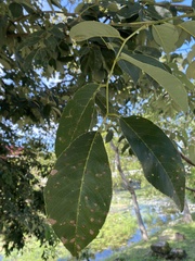 Maclura tinctoria