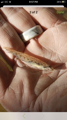 Etheostoma stigmaeum