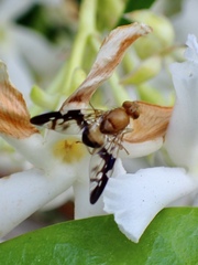 Dirioxa pornia