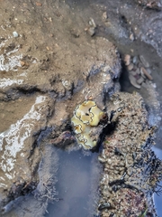 Doriprismatica atromarginata