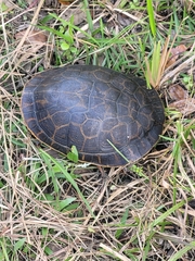 Deirochelys reticularia