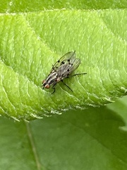 Anthomyia punctipennis