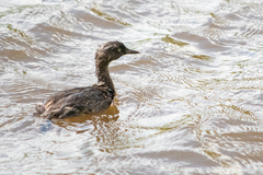 Poliocephalus rufopectus