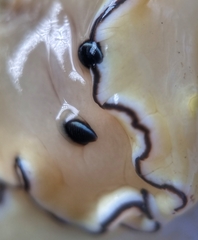 Doriprismatica atromarginata