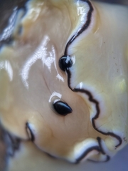 Doriprismatica atromarginata