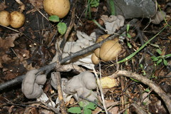 Helvella lacunosa