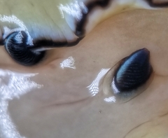 Doriprismatica atromarginata