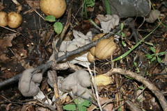Helvella lacunosa