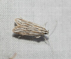 Acolasta scolia