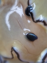 Doriprismatica atromarginata