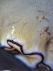 Doriprismatica atromarginata