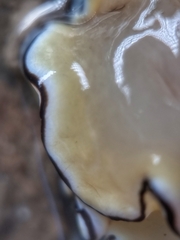 Doriprismatica atromarginata