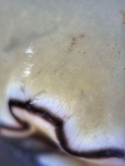 Doriprismatica atromarginata