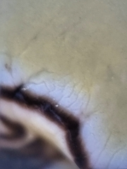 Doriprismatica atromarginata