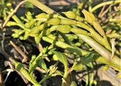 Cakile edentula edentula