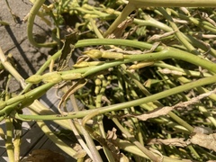 Cakile edentula edentula