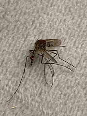 Aedes notoscriptus