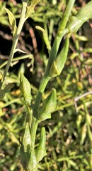 Cakile maritima maritima