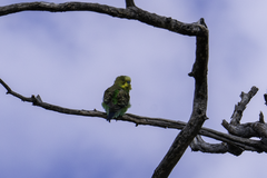 Melopsittacus undulatus